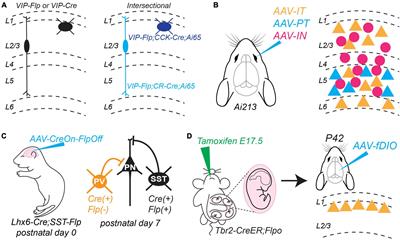 Advances in approaches to study cell-type specific cortical circuits throughout development